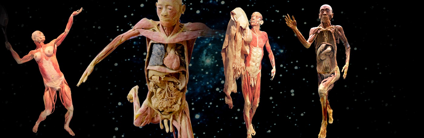 Plastinated products fit your needs ....